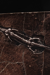 Скелет кейхозавра Keichousaurus hui