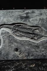 Скелет кейхозавра Keichousaurus hui