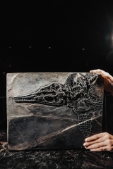 Скелет ихтиозавра Mixosaurus sp.