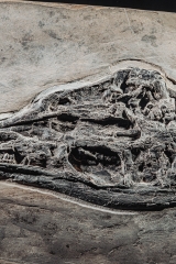 Скелет ихтиозавра Mixosaurus sp.