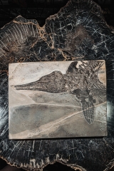 Скелет ихтиозавра Mixosaurus sp.