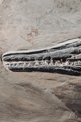 Скелет ихтиозавра Mixosaurus sp.