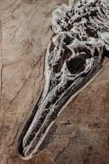 Скелет ихтиозавра Mixosaurus sp.