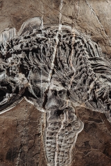 Скелет ихтиозавра Mixosaurus sp.