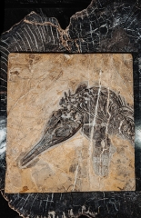 Скелет ихтиозавра Mixosaurus sp.