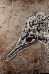 Скелет ихтиозавра Mixosaurus sp.