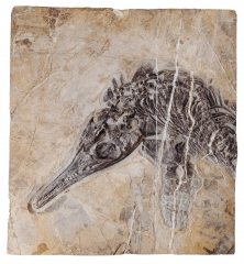 Скелет ихтиозавра Mixosaurus sp.