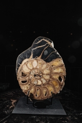 Аммонит Parahoplites sp.