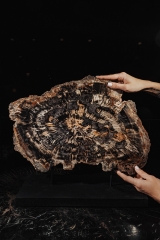 Окаменелое дерево Araucarioxylon arizonicum