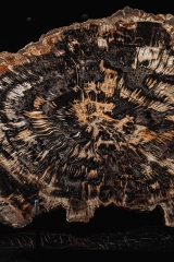 Окаменелое дерево Araucarioxylon arizonicum