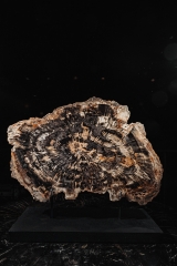 Окаменелое дерево Araucarioxylon arizonicum