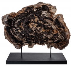 Окаменелое дерево Araucarioxylon arizonicum
