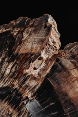 Окаменелое дерево Araucarioxylon arizonicum