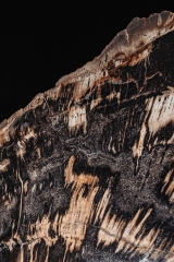 Окаменелое дерево Araucarioxylon arizonicum