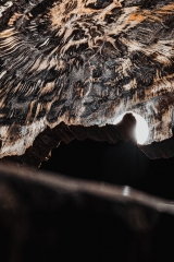 Окаменелое дерево Araucarioxylon arizonicum