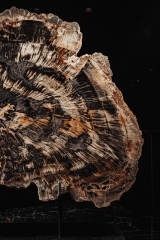 Окаменелое дерево Araucarioxylon arizonicum