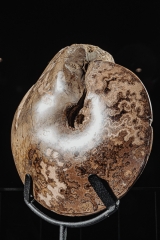 Аммонит Placenticeras sp.