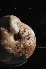 Аммонит Placenticeras sp.