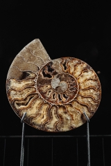 Аммонит Cleoniceras sp.
