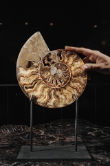 Аммонит Cleoniceras sp.