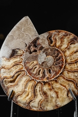 Аммонит Cleoniceras sp.