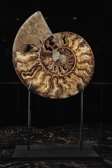Аммонит Cleoniceras sp.