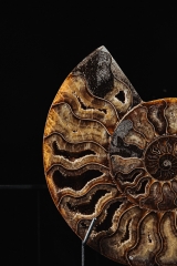 Аммонит Cleoniceras sp.