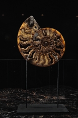 Аммонит Cleoniceras sp.