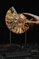 Аммонит Cleoniceras sp.