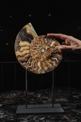 Аммонит Cleoniceras sp.