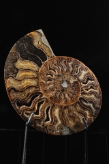 Аммонит Cleoniceras sp.