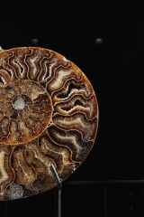 Аммонит Cleoniceras sp.