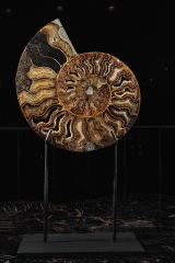 Аммонит Cleoniceras sp.
