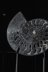 Аммонит Cleoniceras sp.