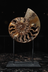Аммонит Cleoniceras sp.