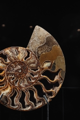Аммонит Cleoniceras sp.