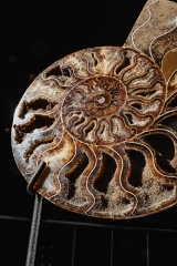 Аммонит Cleoniceras sp.