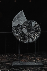Аммонит Cleoniceras sp.