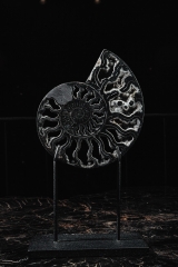Аммонит Cleoniceras sp.