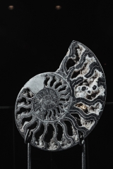 Аммонит Cleoniceras sp.