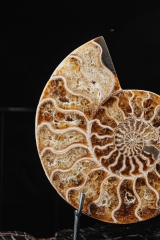 Аммонит Cleoniceras sp.