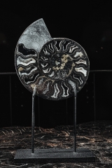 Аммонит Cleoniceras sp.