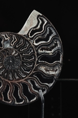 Аммонит Cleoniceras sp.