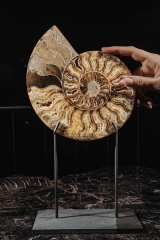 Аммонит Cleoniceras sp.