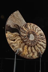 Аммонит Cleoniceras sp.