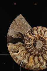 Аммонит Cleoniceras sp.