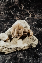 Трилобиты Asaphus punctatus