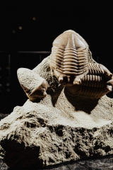 Трилобиты Asaphus punctatus