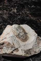 Трилобит Thysanopeltella aff. clementina