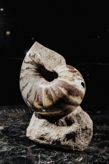 Наутилус Cymatoceras sp.